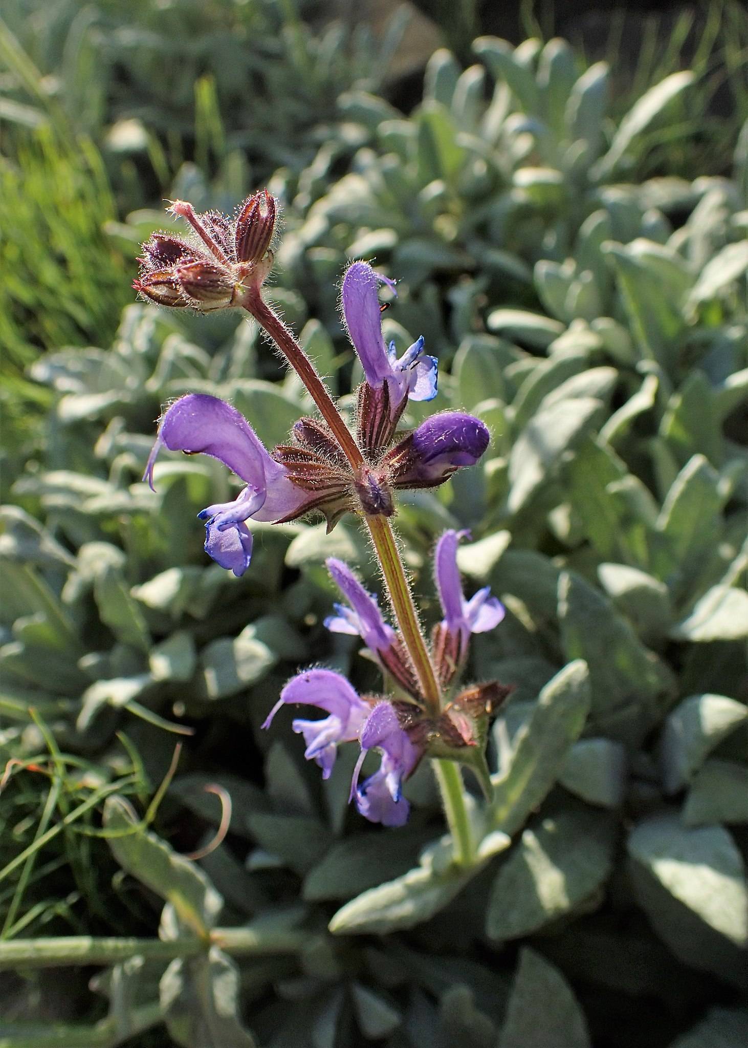 purple-blue flowers with burgundy-green stems, burgundy buds and green leaves