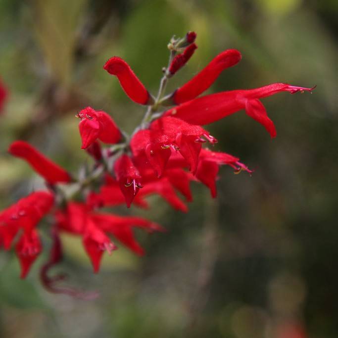 Pineapple Sage Image
