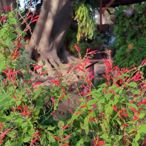 red flowers with green leaves and lime stems