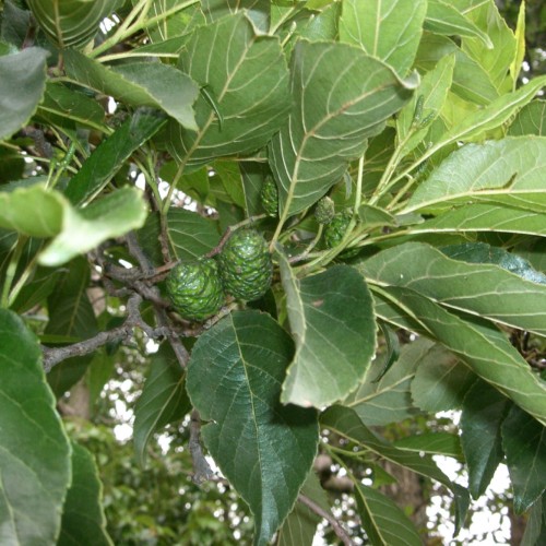 Green-lime fruit with buds, green leaves, brown-gray stems and branches, yellow petiole, yellow midrib, veins and blades,