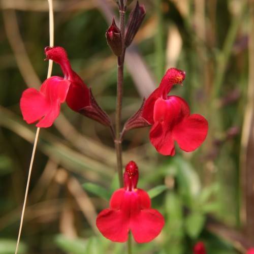 red-burgundy flowers with burgundy buds with green leaves and green-burgundy stems