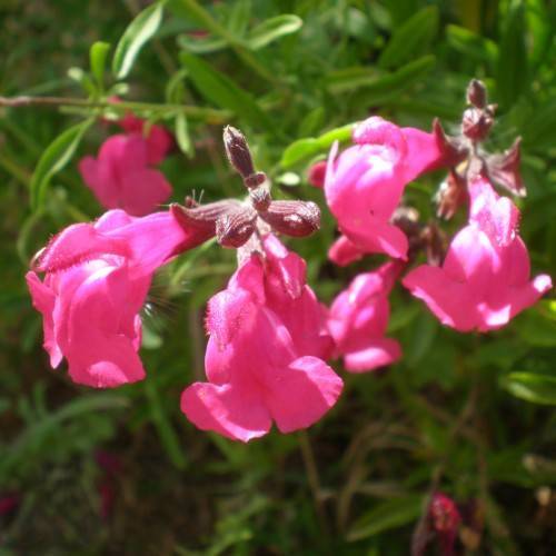 pink flowers with green leaves, burgundy buds and green stems