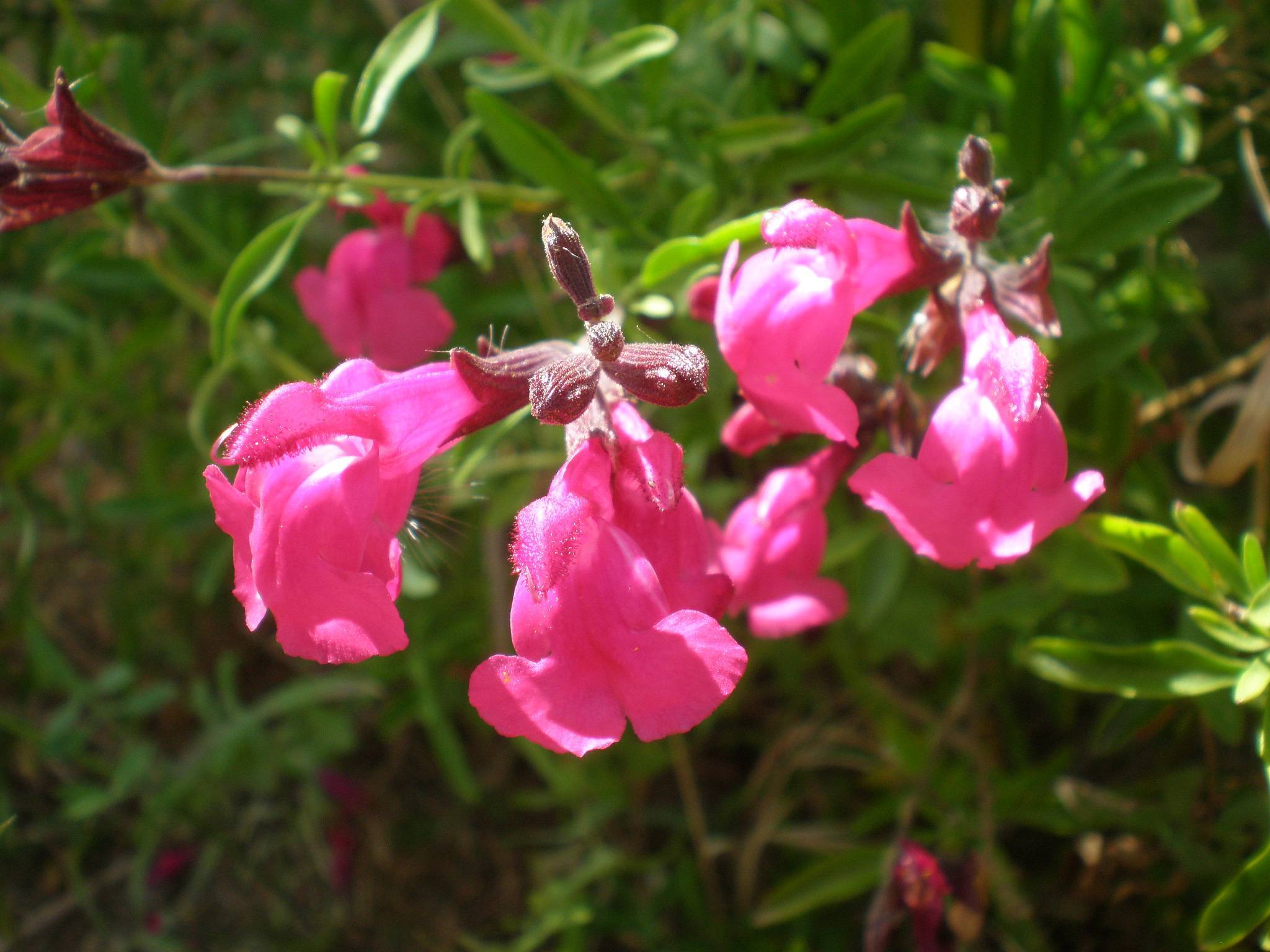 pink flowers with green leaves, burgundy buds and green stems