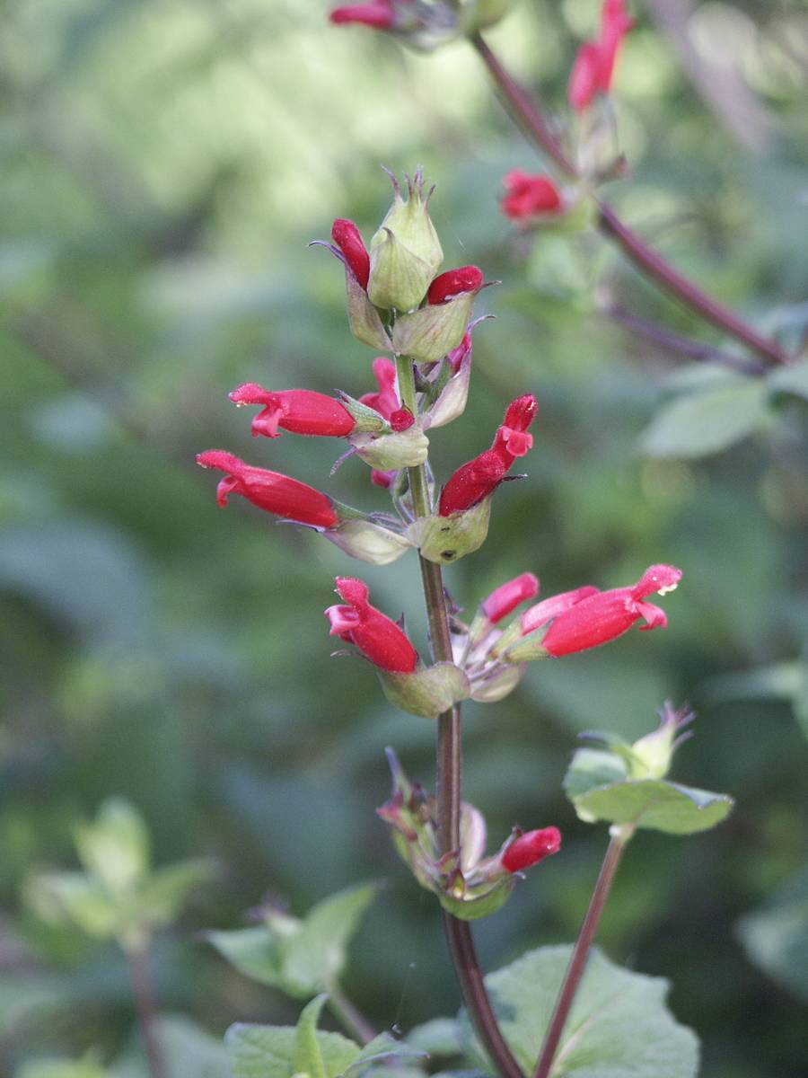 red-pink flowers with pink buds, green sepals, leaves and brown stems