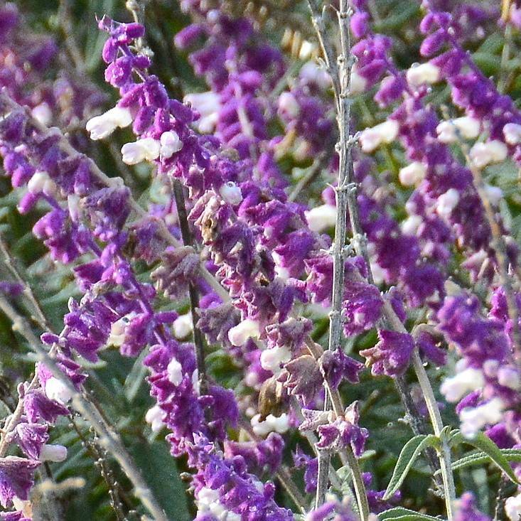 Mexican Bush Sage Image