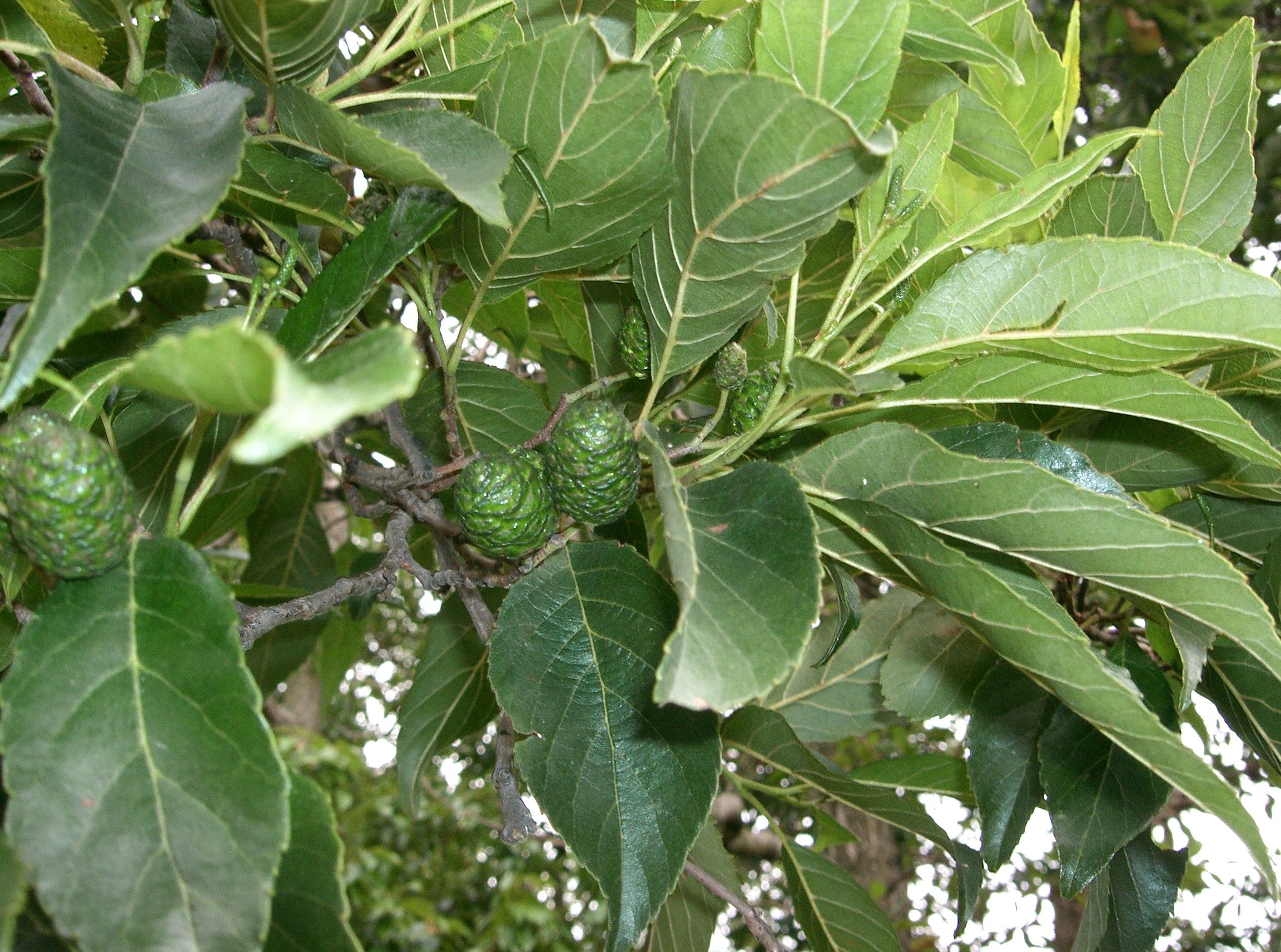 green fruits with green leaves on light-green stems and brown branches