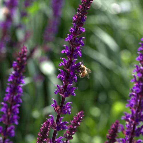 purple-maroon flowers
with burgundy stems