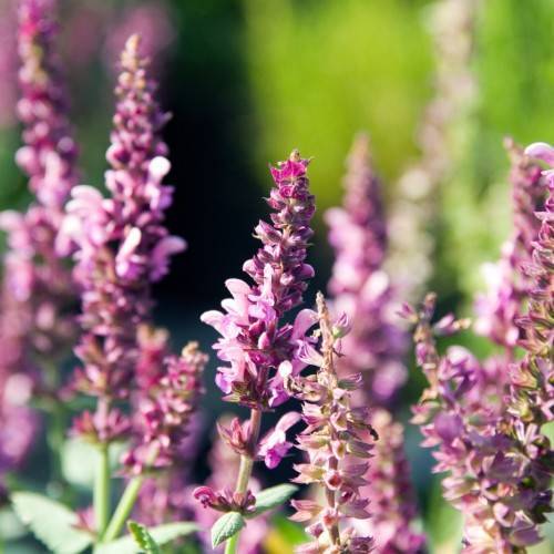 pink-purple flowers with green leaves and green stems
