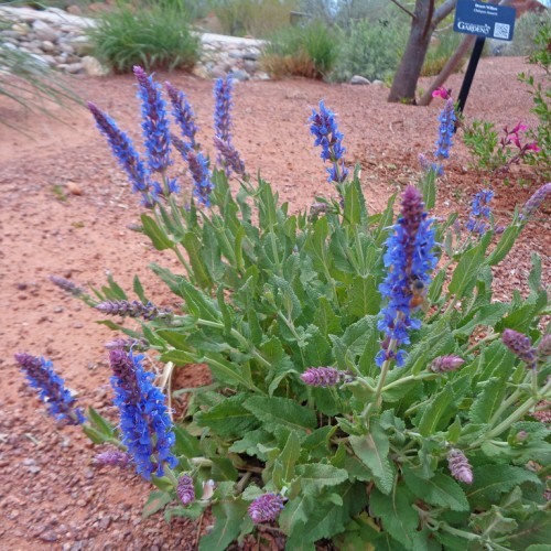 Blue-purple flower with light-green stem, green leaves and yellow midribs.