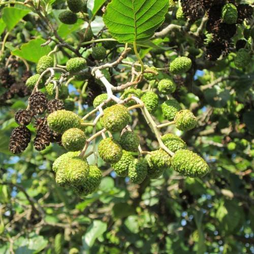 lime-brown fruits with green leaves on beige stems