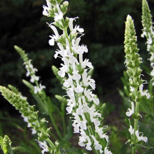 white flowers with green leaves, green buds and green stems