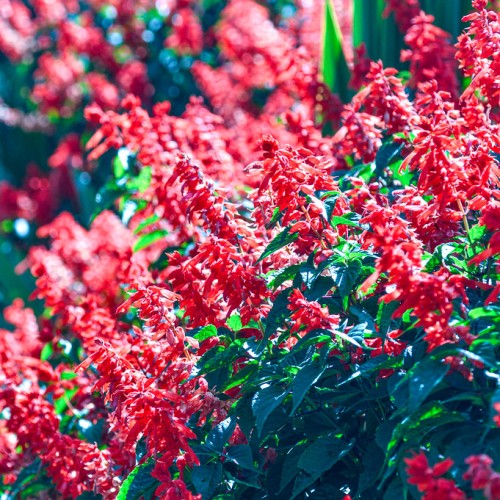 Red flower with maroon stems and green leaves.
