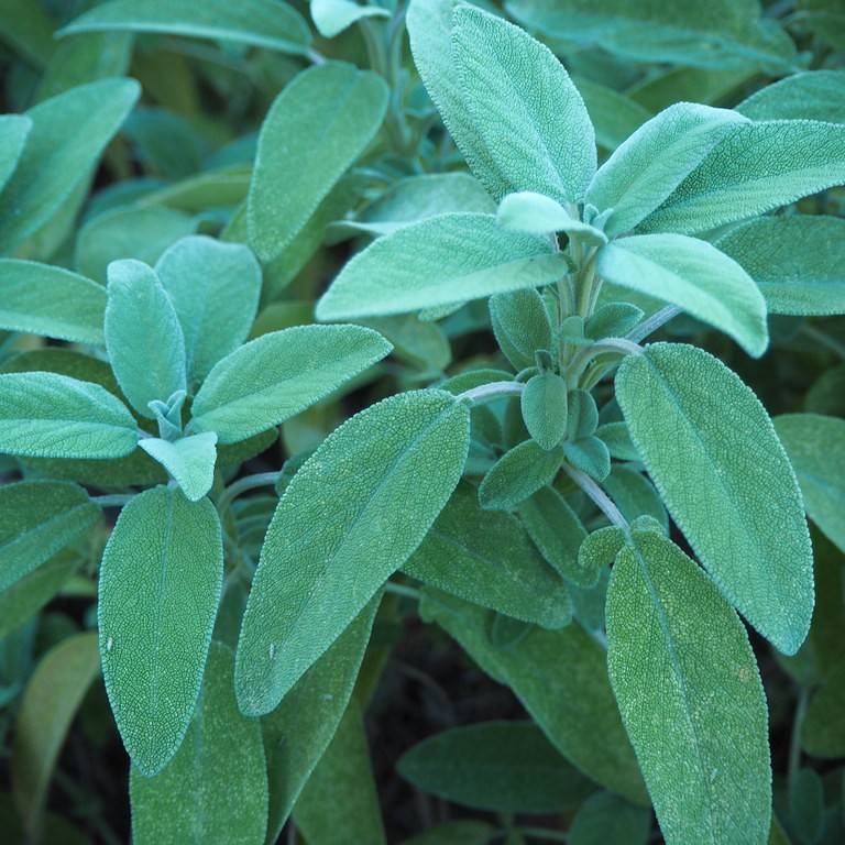 Common Sage Image