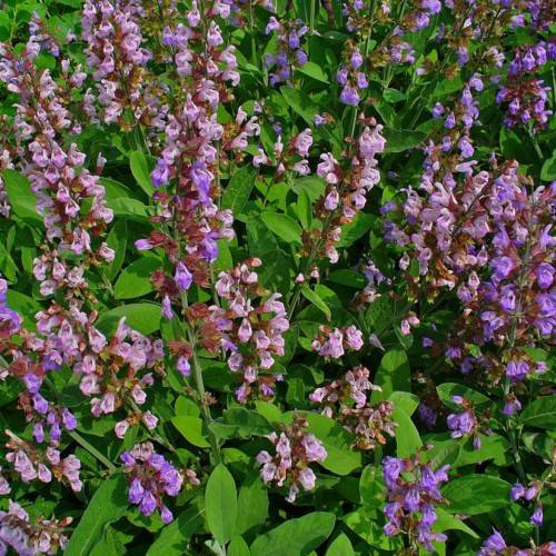 pink-purple flowers with burgundy sepals, green leaves and green stems