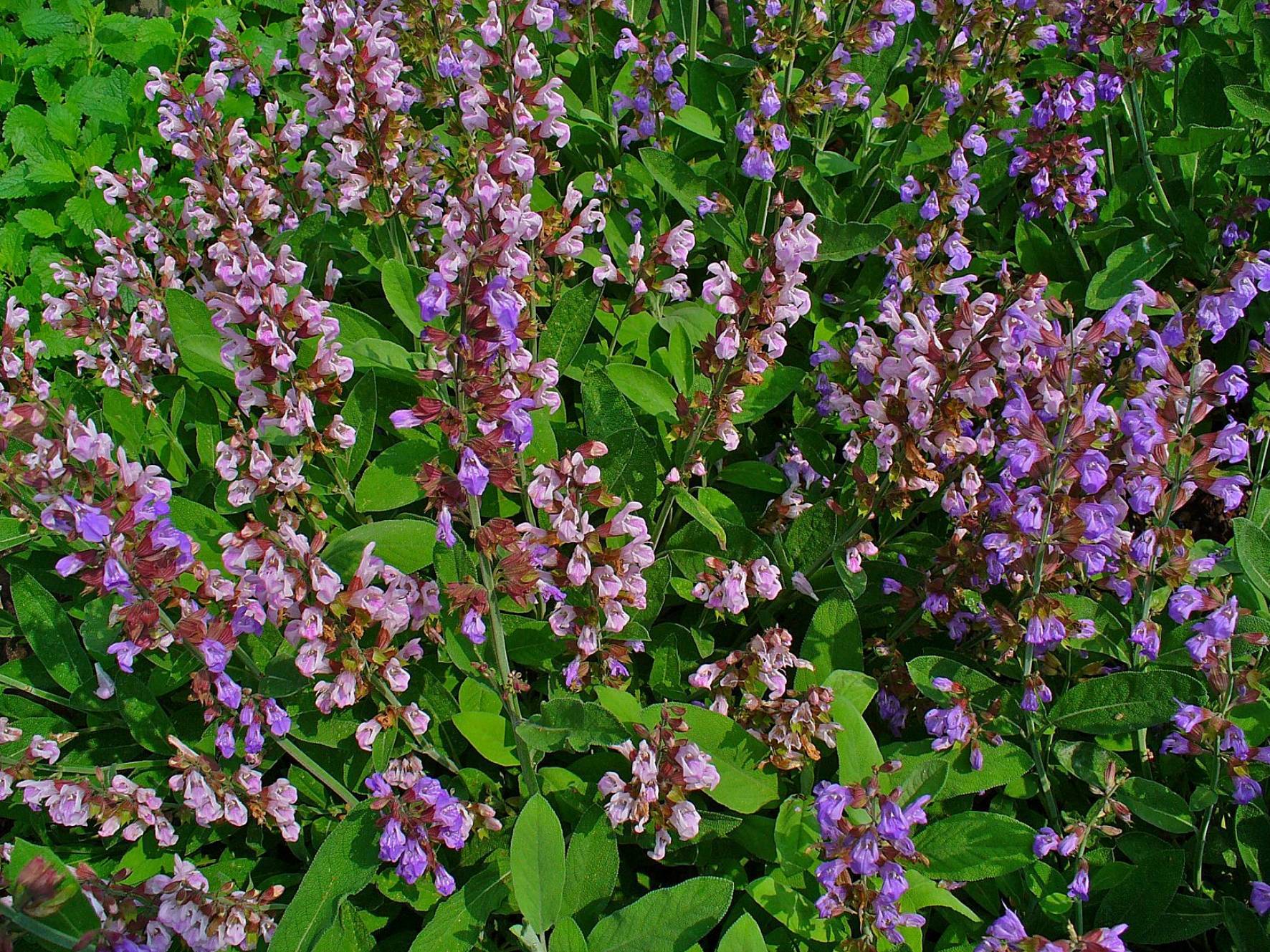 pink-purple flowers with burgundy sepals, green leaves and green stems