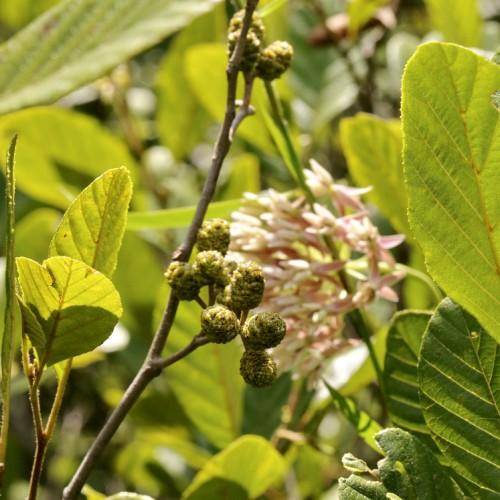 Green-yellow leaves, gray stem, and small green cones, pink-white flowers.