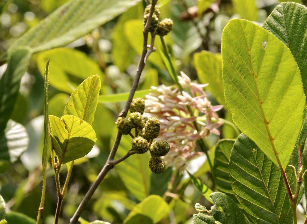 Green-yellow leaves, gray stem, and small green cones, pink-white flowers.