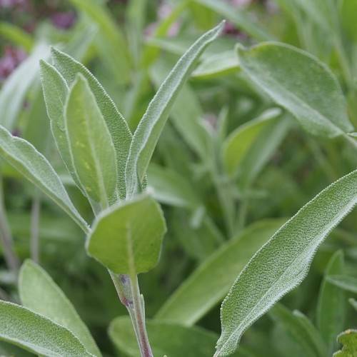 silver-green foliage and green stems
