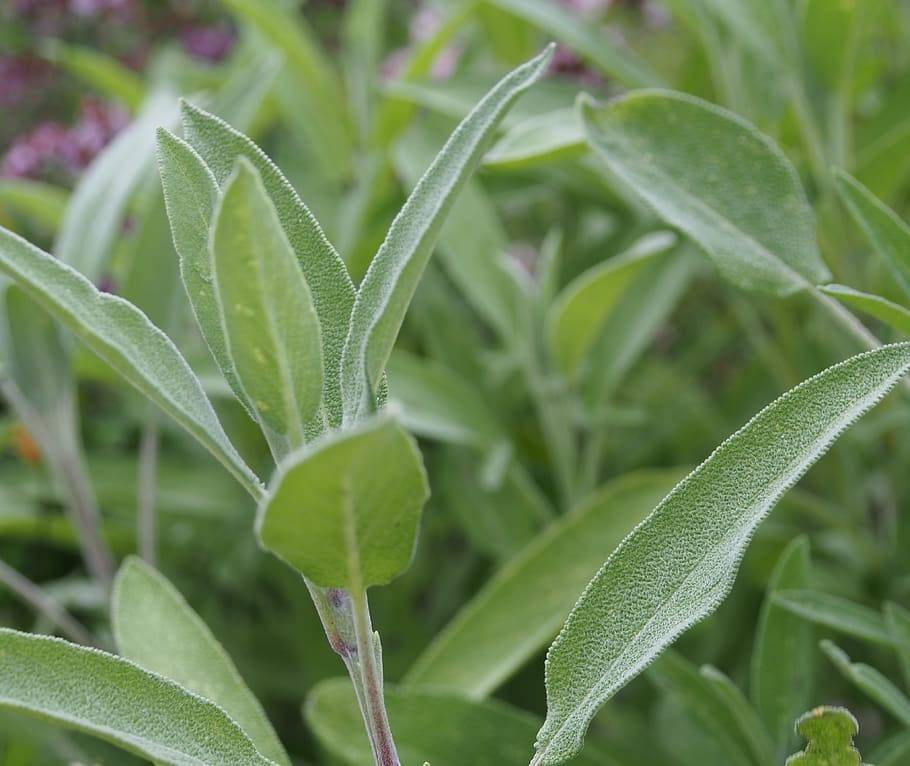 silver-green foliage and green stems