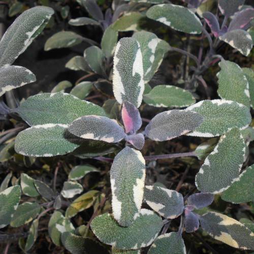 white-green foliage with blue-brown stems