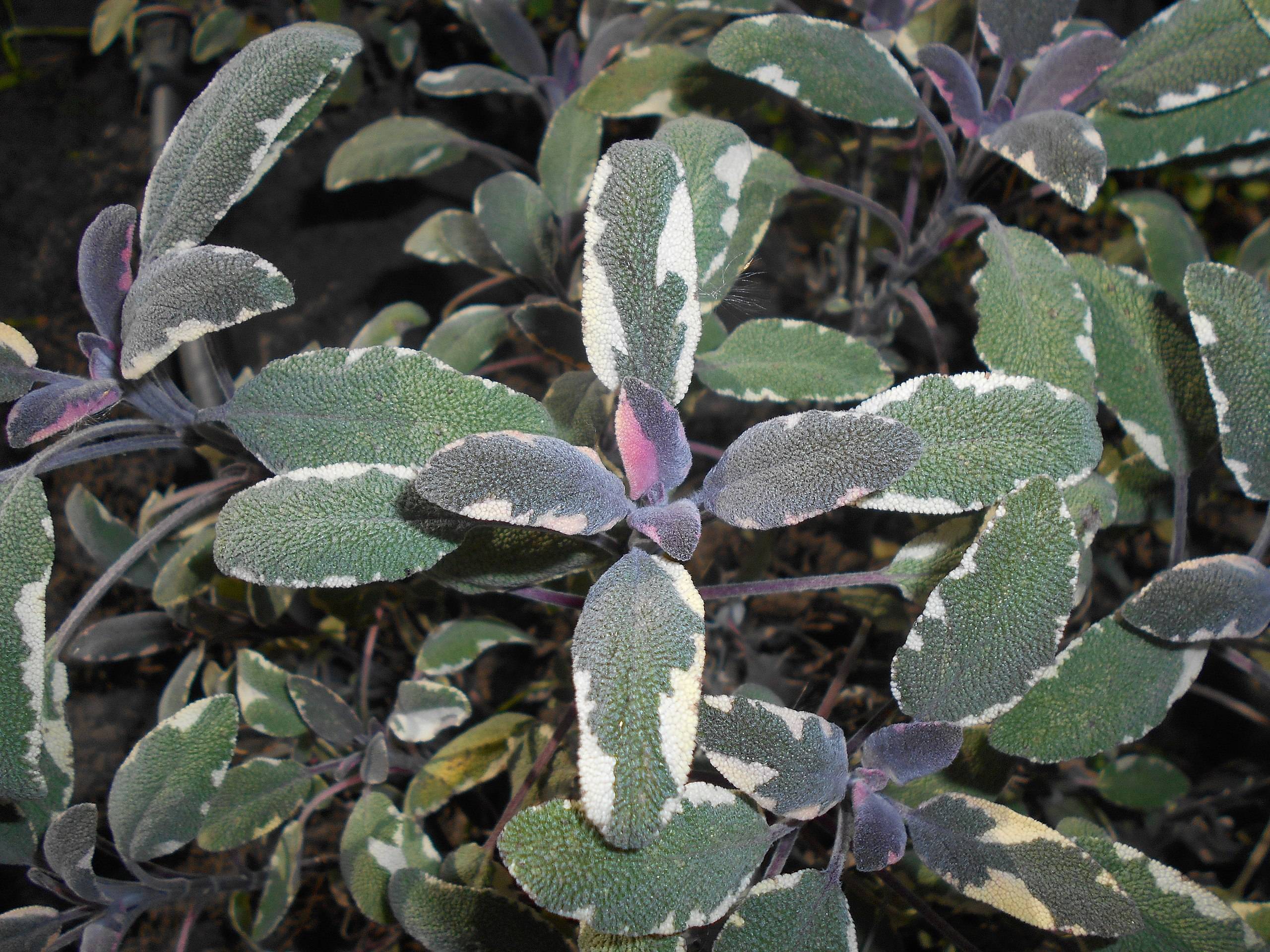 white-green foliage with blue-brown stems