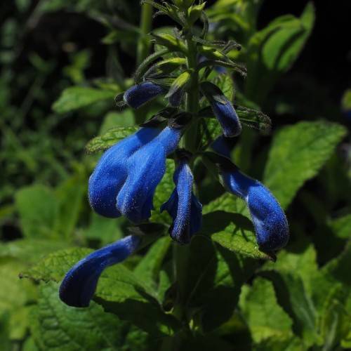 blue flowers with blue-green buds, green leaves and stems