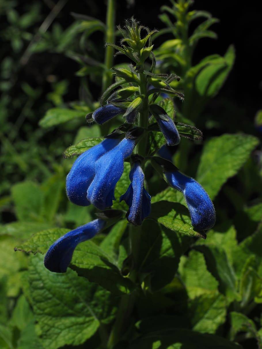 blue flowers with blue-green buds, green leaves and stems

