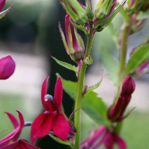 red-pink flowers with pink buds, green sepals, lime leaves and stems