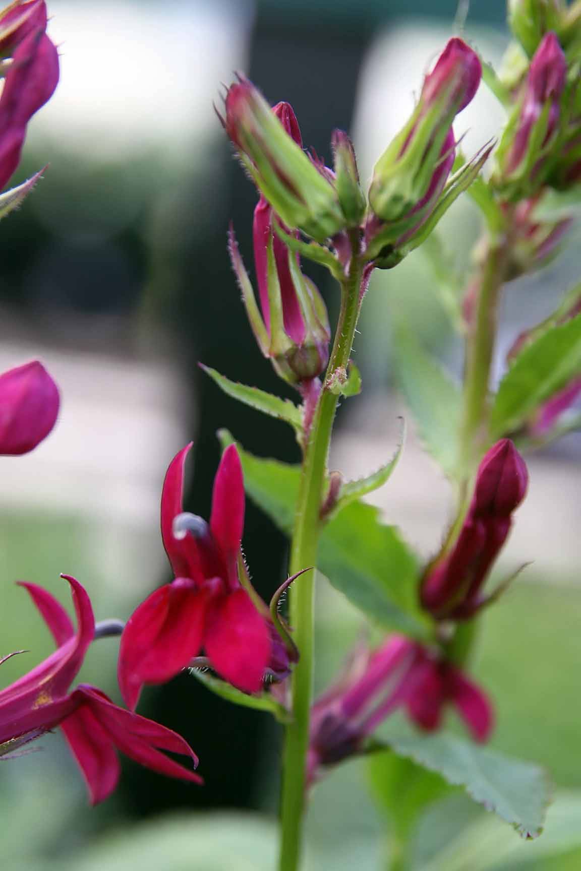 red-pink flowers with pink buds, green sepals, lime leaves and stems