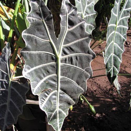 A tropical plant with dark-green leaves and white veins with green stem.