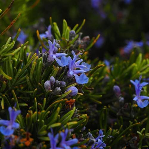 blue-purple flowers and buds with olive-orange foliage