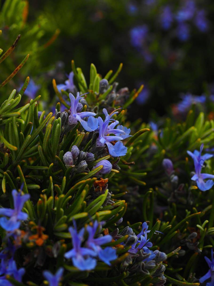 blue-purple flowers and buds with olive-orange foliage