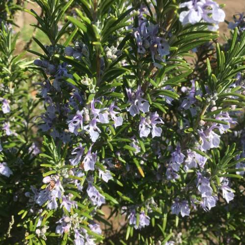 light-blue flowers with green leaves and stems