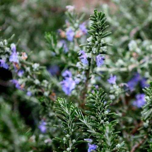 blue flowers with dark-green leaves and green-brown stems