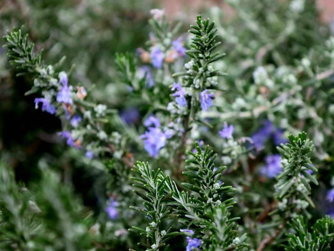 blue flowers with dark-green leaves and green-brown stems