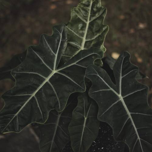 Dark-green leaves with cream veins and midribs