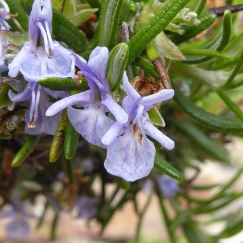 light-blue flowers with lime-brown foliage