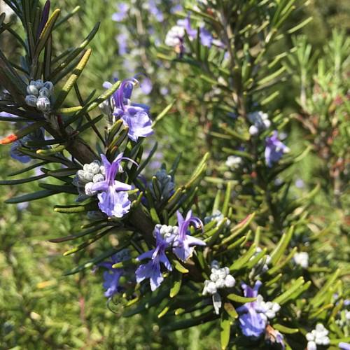 Purple flower with white buds, green leaves and brown stem.