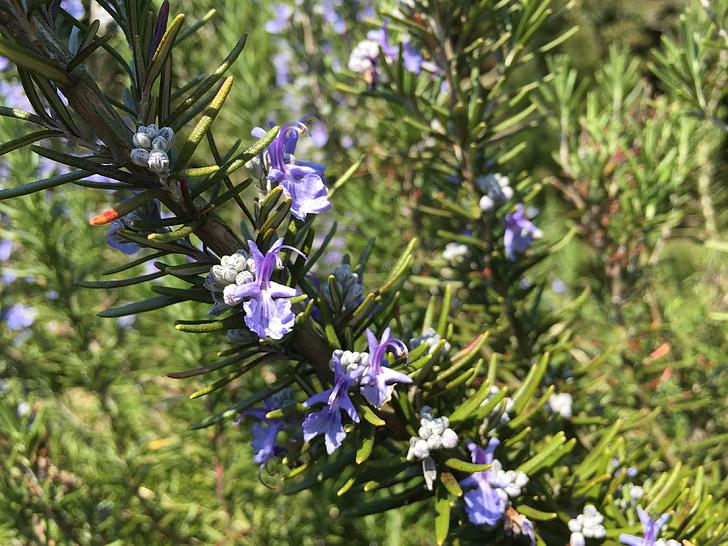 Purple flower with white buds, green leaves and brown stem.