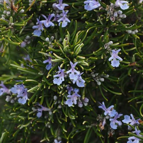 blue-purple flowers with yellow-green leaves and green stems