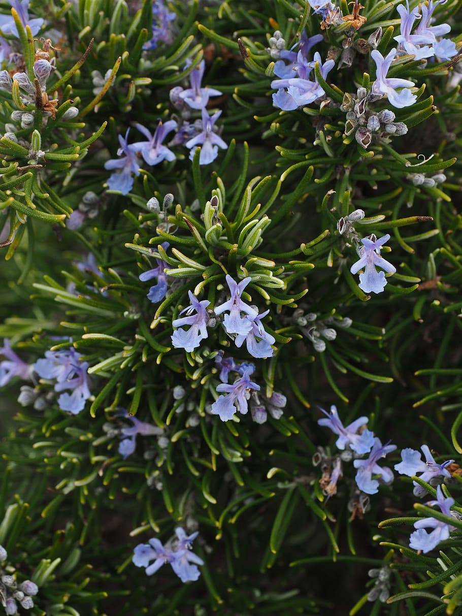 blue-purple flowers and buds with olive-orange foliage