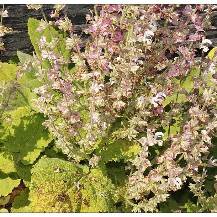 Clary Sage Image