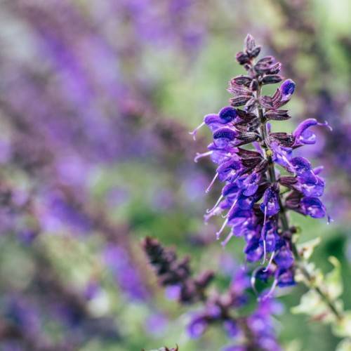 blue-purple flowers with dark-purple sepals and stems