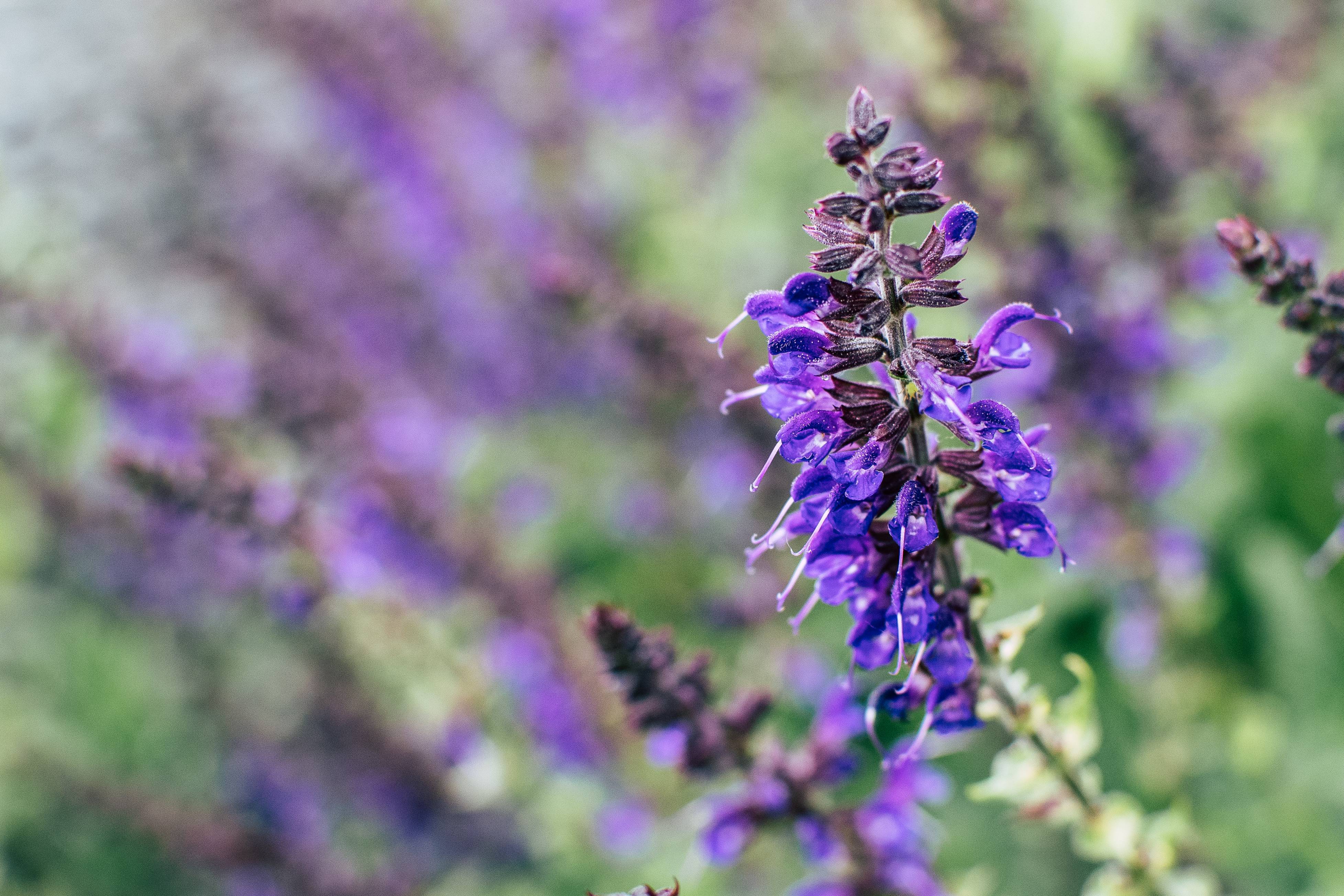 blue-purple flowers with dark-purple sepals and stems