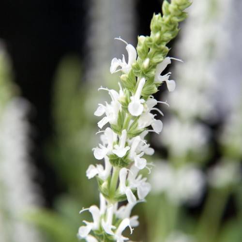 white flowers with light-green buds and stems