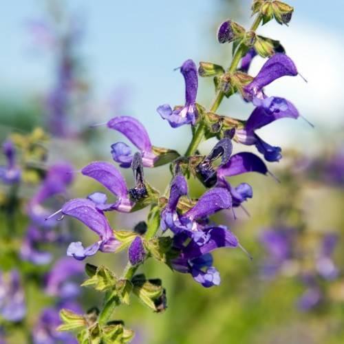 blue-purple flowers with lime-purple sepals, buds and lime-green stems