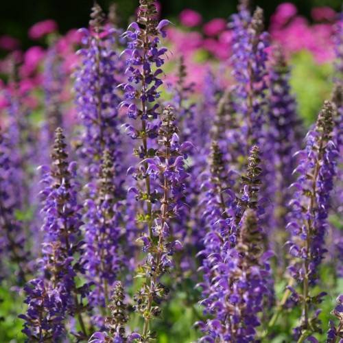 purple flowers with lime-green leaves and brown-green stems