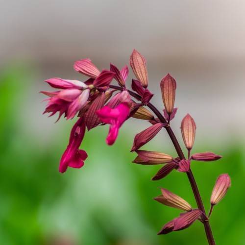 pink flowers with pink-yellow buds on a brown stems