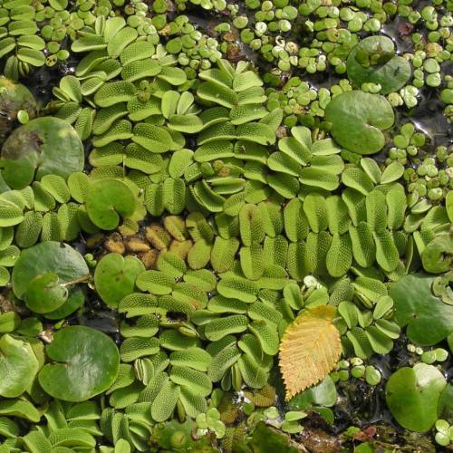lime-green foliage
