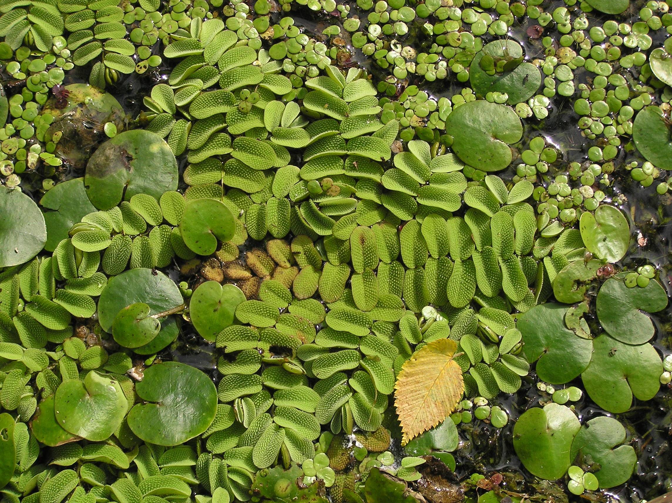 lime-green foliage